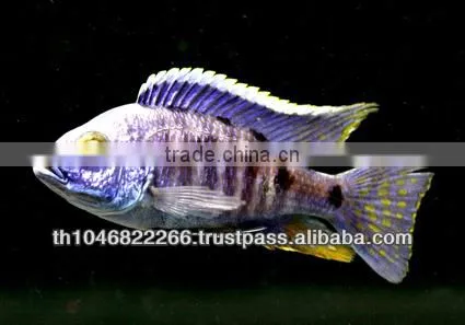 Cichlid Fish Farm for Sale and Export photo-4