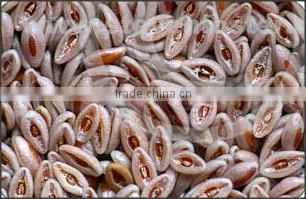 Psyllium Seeds