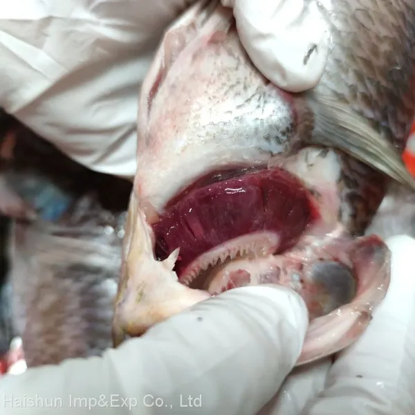 Frozen Tilapia Whole Round Fish photo-5