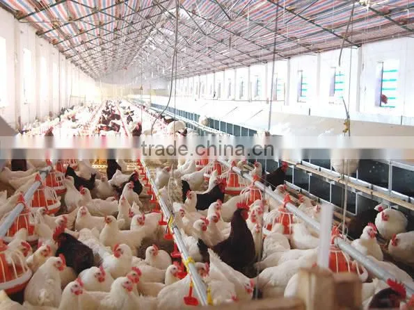 Poultry Feeding System for Broilers and Layers photo-5