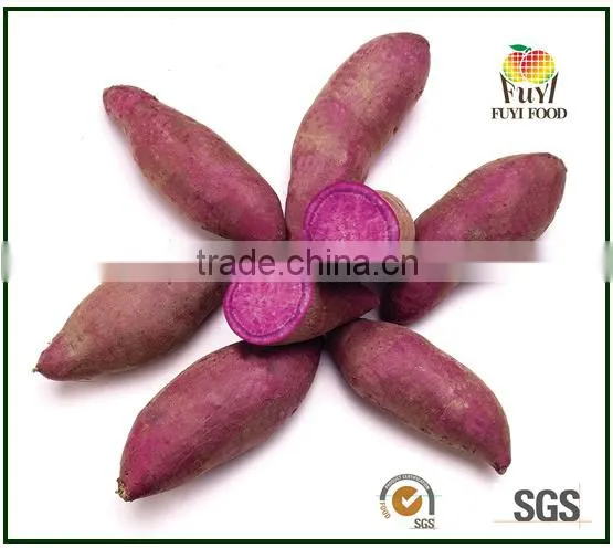 Fresh Sweet Potato for Sweet Potato Powder photo-6