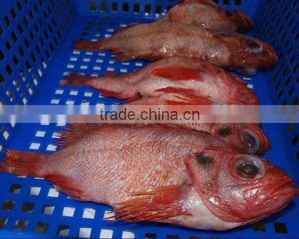 SEAFROZEN RED FISH