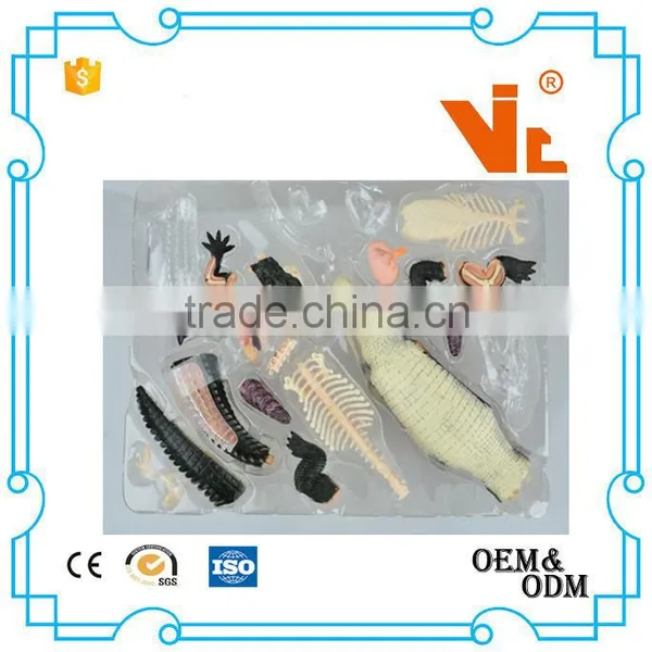 V-AM053 4D MASTER Crocodile Specimen Anatomical Model With Organ Skeleton photo-5
