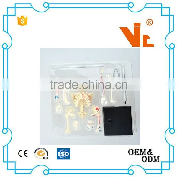 V-HM01 4D MASTER Artificial Human Bone Structure Model photo-5