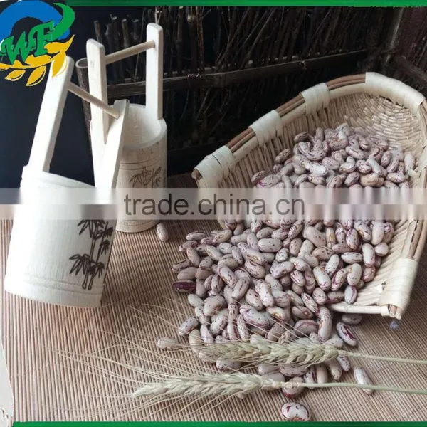 Chinese Light Speckled Kidney Beans Long Shape for Europ