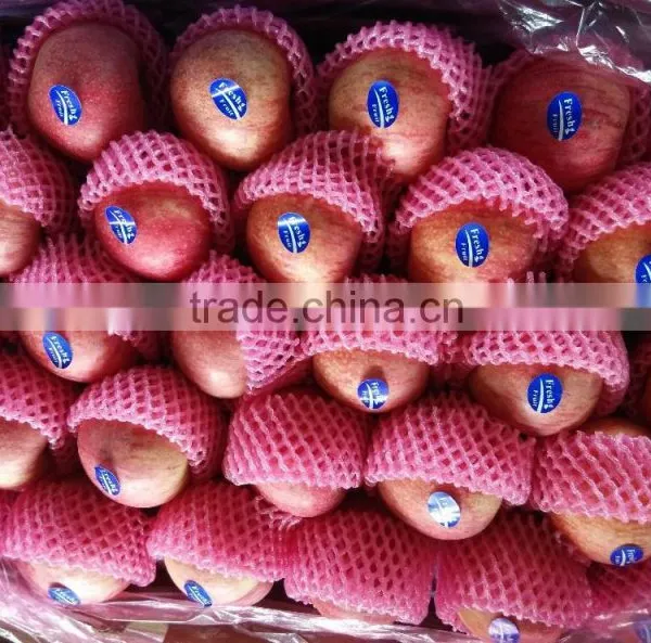2015 Shandong FUJI APPLE photo-3
