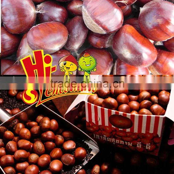 Wholesale Chestnut Fresh Chinese Chestnut photo-2