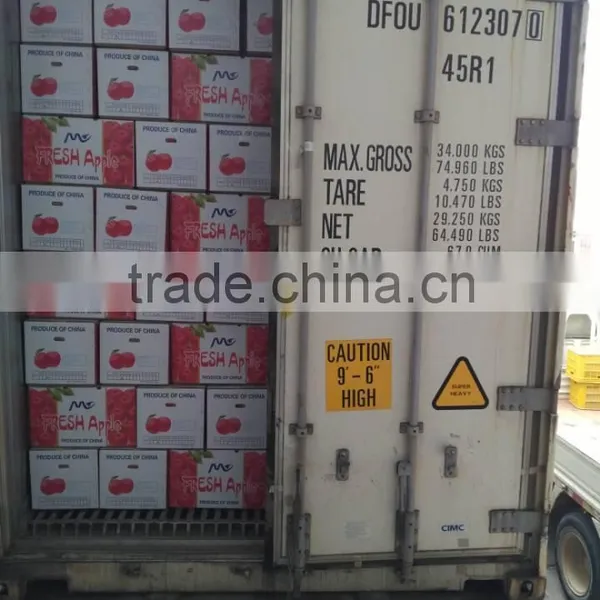 Common Cultivation Type and Pome Fruit Product Type Fresh Apple Fruit for Sale photo-3