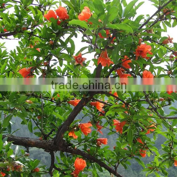 Pomegranate Tree Seedling photo-2