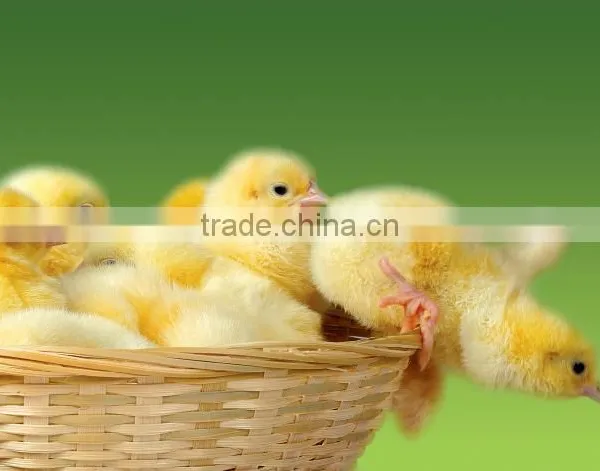 Soya Lecithin as Poultry Broiler Feed photo-2