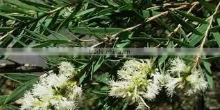Cajeput Oil photo-2