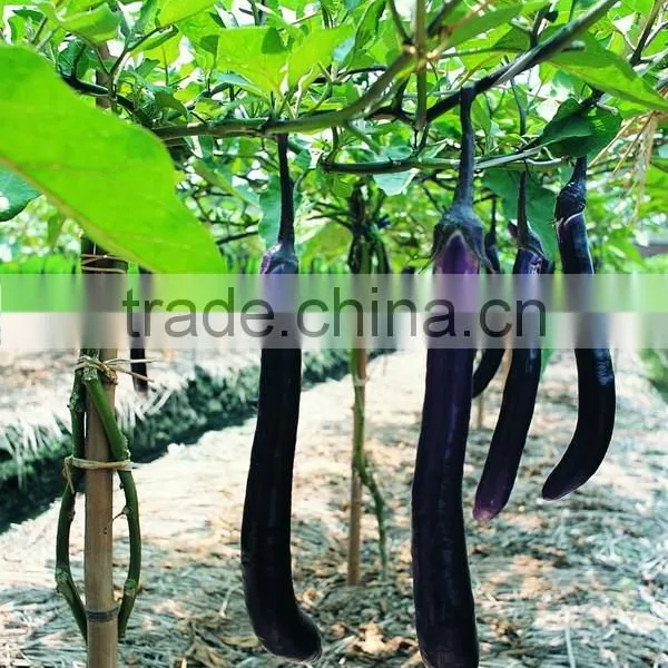 Vegetables Bundling Rope photo-4