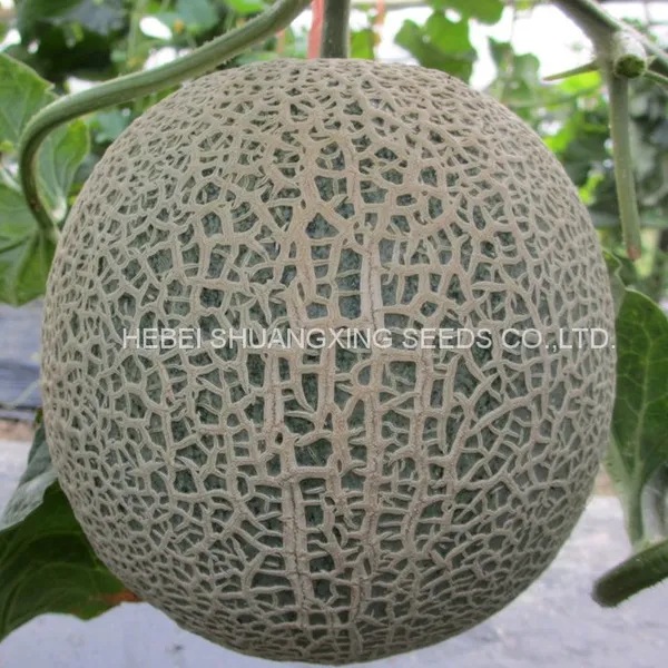 Cantaloupe Chinese Musk Round Shape Melon Seeds for Sale photo-2