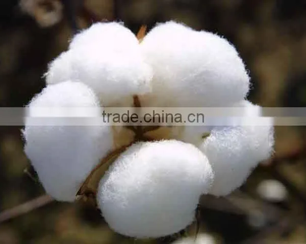 raw cotton