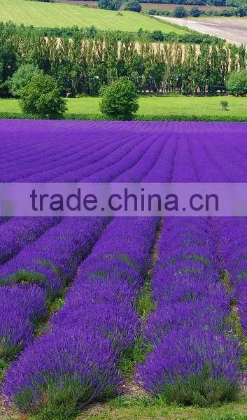Lavender Oil photo-3