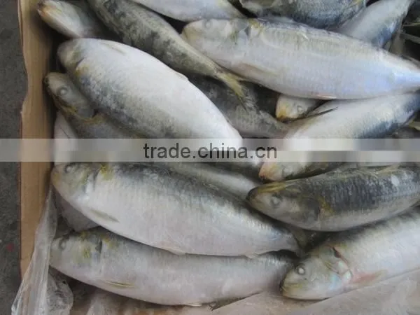 New Fresh 80-100g Frozen Sardine Bait