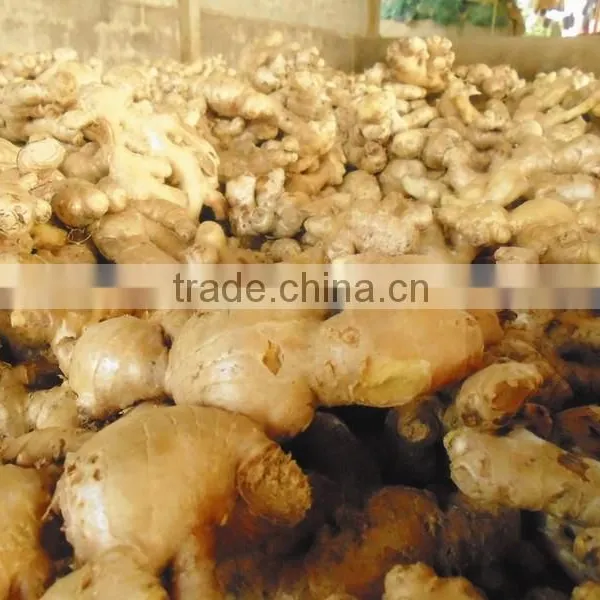 Fresh Ginger, Hot Ginger photo-2