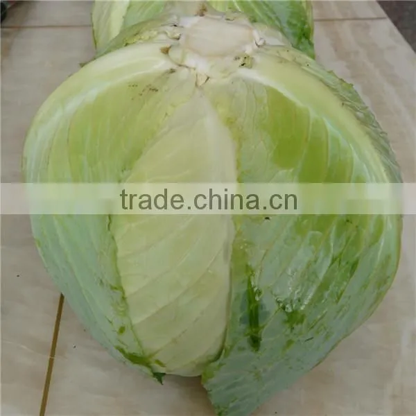 New Crop Flat Cabbage/round Cabbage for Sale photo-6