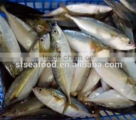 Whole Round Frozen Indian Mackerel Fish photo-3