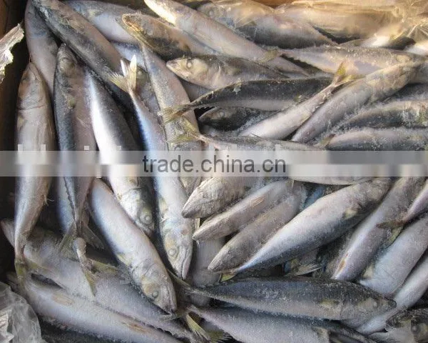 MACKEREL