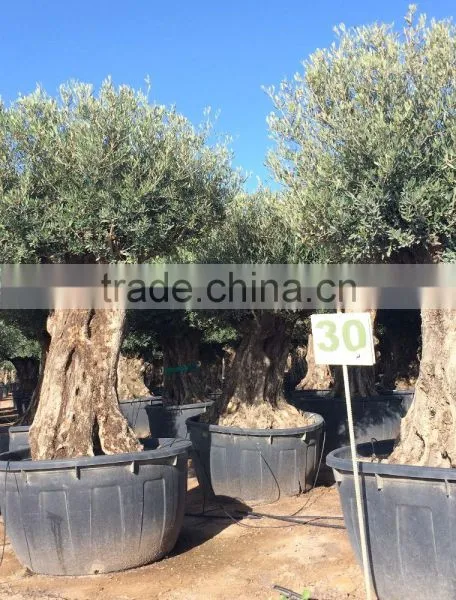 Olive Tree Olea Europaea Bonsai photo-4