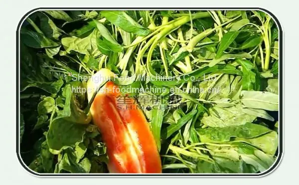 Bubble Ozone Vegetable Washing Machine photo-4
