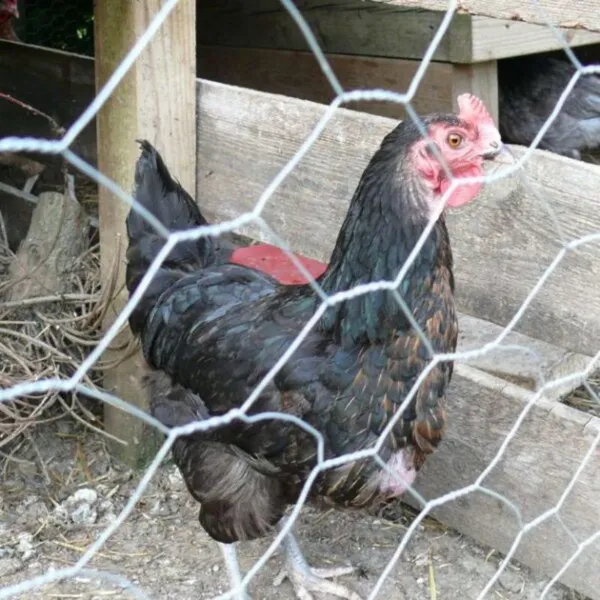 Galvanized Mesh Garden Fence Barrier for Pet Rabbit Chicken Wire Fencing photo-6