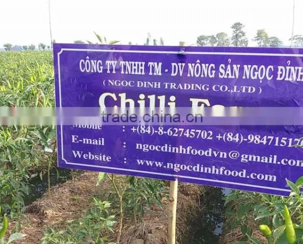 FRESH GREEN CHILLI WITH BEST PRICE ASND GOOD QUALITY photo-4