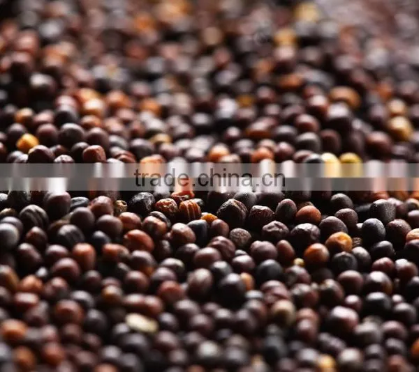 Oilseeds Rape photo-3