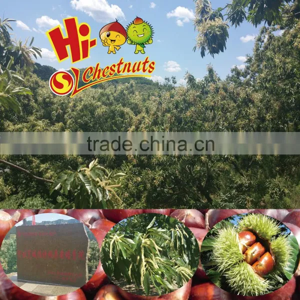 Eating Sweet Fresh Chinese Dried Peeled Chestnuts for Sale photo-3