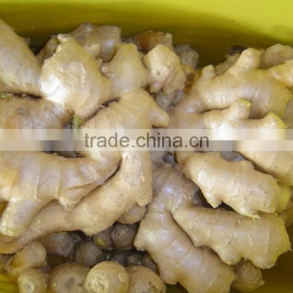 Good Quality Chinese Fresh Ginger photo-4