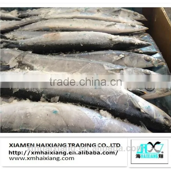 Frozen Fish-Saury Fish photo-3