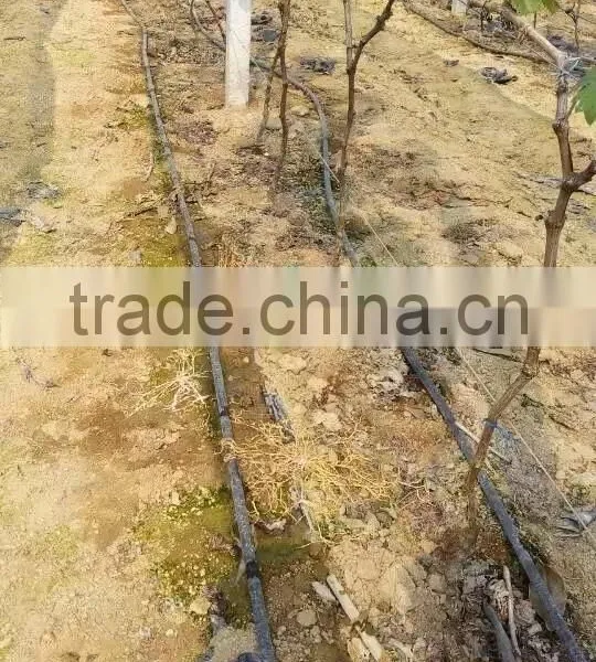 Grape Drip Irrigation for Orchard photo-2