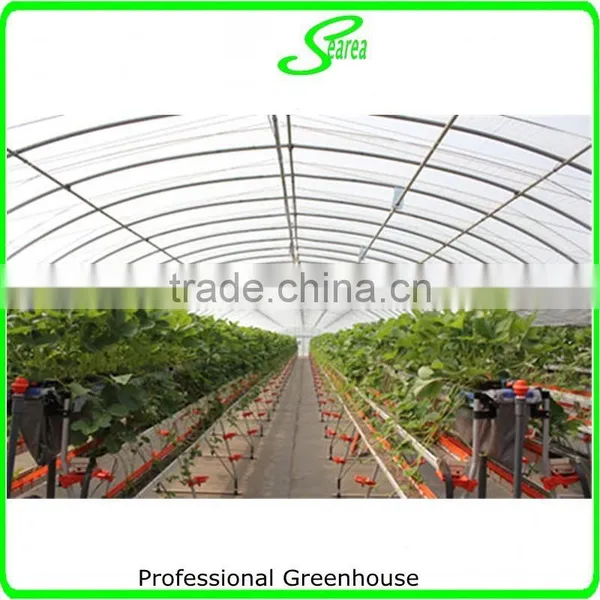 Agriculture Poly Tunnel Greenhouse for Sale photo-3