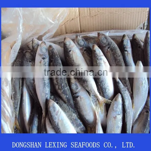 Frozen IQF Horse Mackerel photo-2