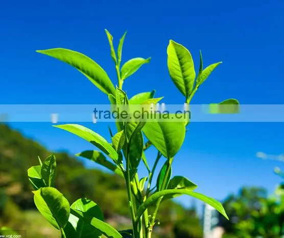 EU Market Black Tea Pekoe Grade 2 Fermented photo-5