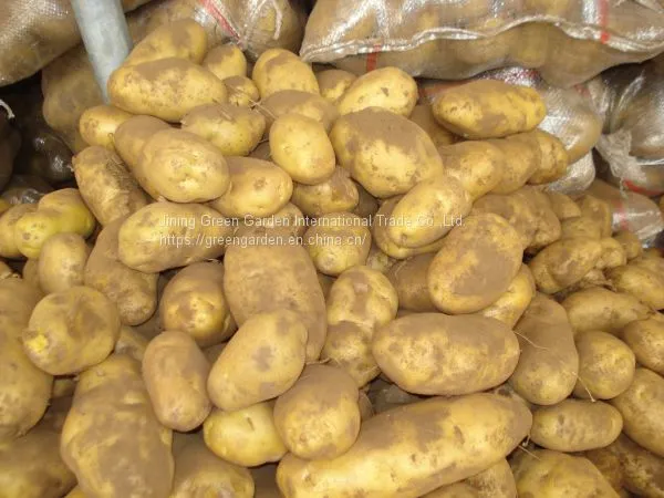 Fresh Potato photo-3