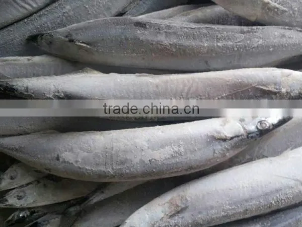 Frozen Pacific Saury Scientific Name Cololabis Saira photo-2