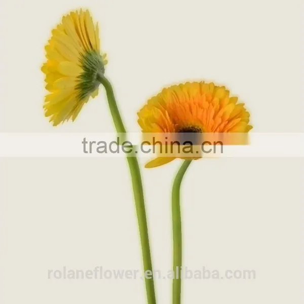 Export High Quality Foam Gerbera Flower Gerbera Flower Seeds With 70-80cm Long From Yunnan, China photo-6