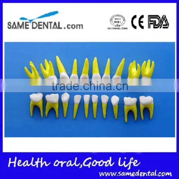 Dental Same Proportionally Simulation Model DEA-43 photo-2