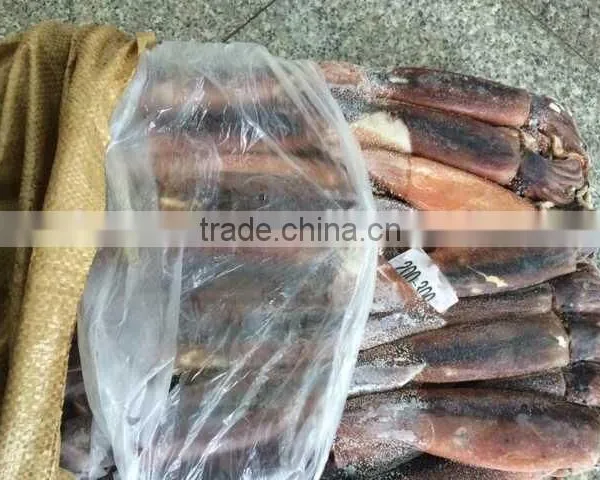 Frozen Squid Whole Argentina Illex photo-5