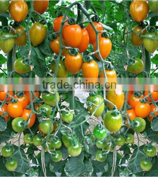 Hybrid High Yield Orange Red Tomato Seeds for Cultivation-Huang He 800 photo-2