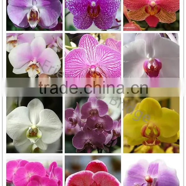 Colorful Phalaenopsis Seedling 5-8 Leaves in 3.5 Inch Pot for Exporting photo-3