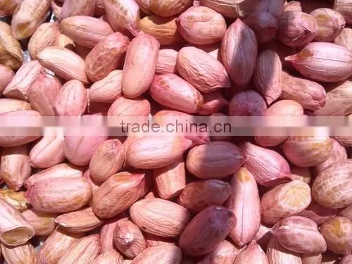 PEANUTS BOLD