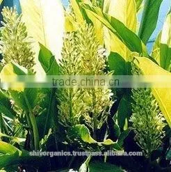 Galangal Oil