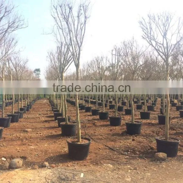 Flower Pot, Injection Tray