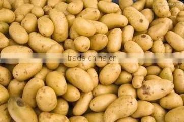 Starch photo-2