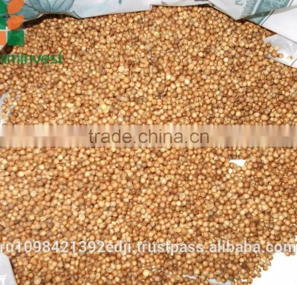 CORIANDER photo-6