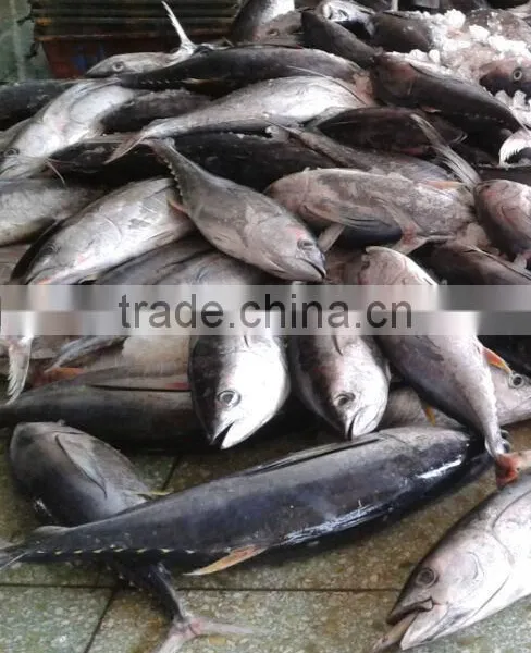 3KG Frozen Yellowfin Tuna photo-3