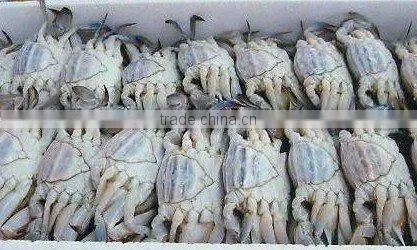 Well Selling Mud Crabs